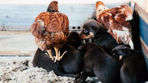 Heartbreak as dozens of dogs rescued in ‘one of the biggest animal welfare operations ever’ (VIDEO)