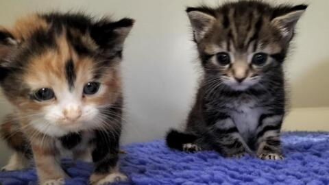 Rescue’s disbelief as a gutless man dumped his flea-ridden cats and ran away