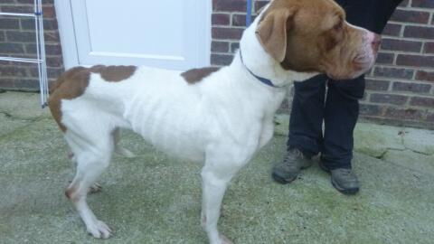 This heartbreaking case sees one dog starve to death and another narrowly escape the same fate