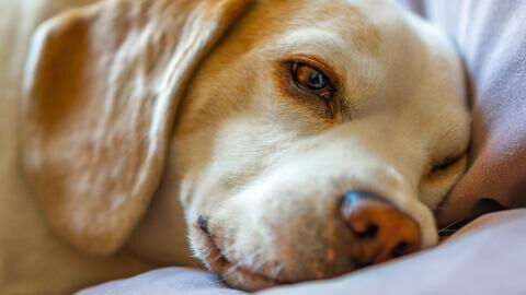 This abandoned and disfigured dog with one nostril has become Insta-famous