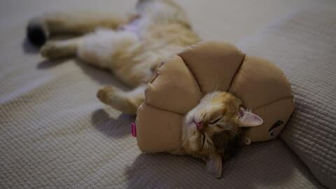 These are the secret messages behind your cat’s 5 sleeping positions