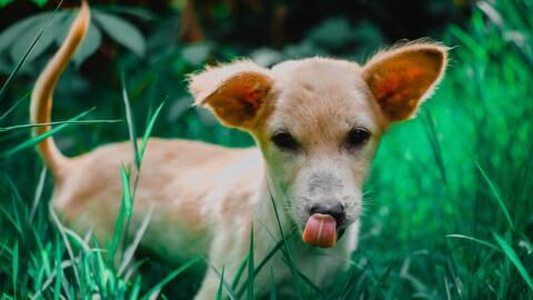 This underweight, flea-ridden dog was thrown from a moving lorry and 'incredibly lucky to survive'