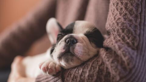 Owner neglected this puppy to the point where the vets had to take a heartbreaking decision