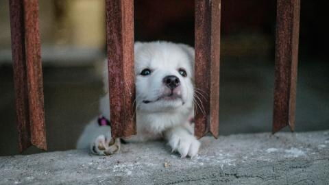 Rescue’s agony as they find an abandoned terrified dog in their car park first thing in the morning