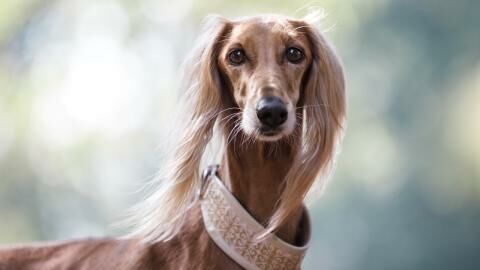 how many puppies can saluki give birth to