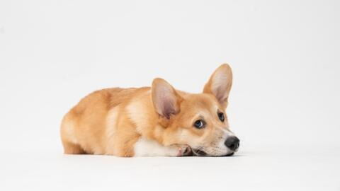 The Queen's death: How do heartbroken dogs grieve the loss of their owner?