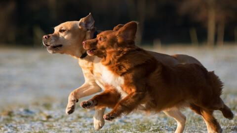 These heartbroken puppies were reunited after two different rescues put their stories together