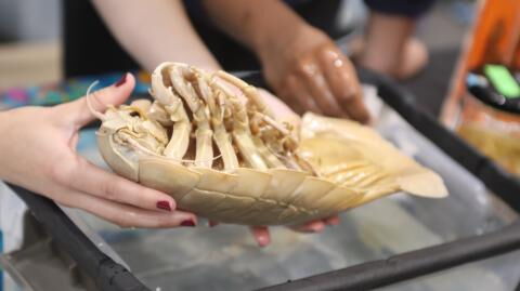 Giant bug-like creatures capable of devouring a fully grown alligator have been found in the ocean