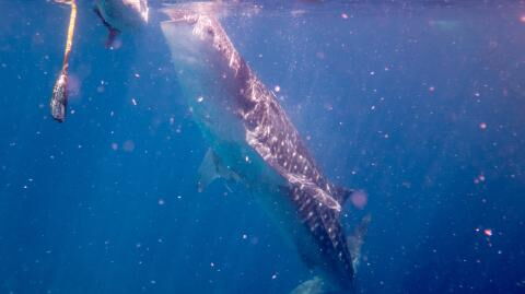 Terrifying deep sea fish caught that might be a sign of 'bad times' in future