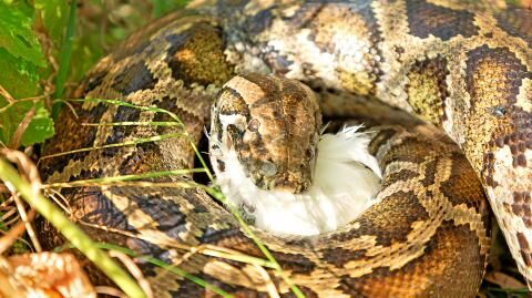 Missing grandmother's remains found in 22ft-long python after it ...