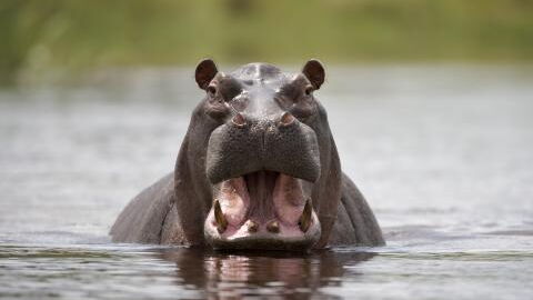 Hippo attacks 2-year-old boy and spits him out alive