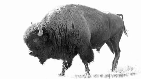 Perfectly preserved 9,000-year-old bison found in Siberia