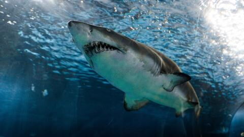 This shark attacked an 8-year-old boy to steal a fish (VIDEO)