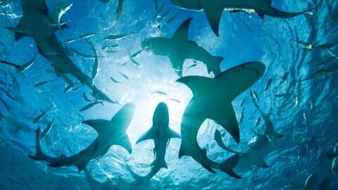 Netflix: A violent shark attack disrupts the filming of a wildlife documentary