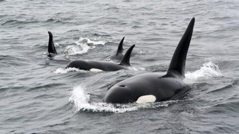 A massive shark is eaten alive by a pod of killer whales (VIDEO)