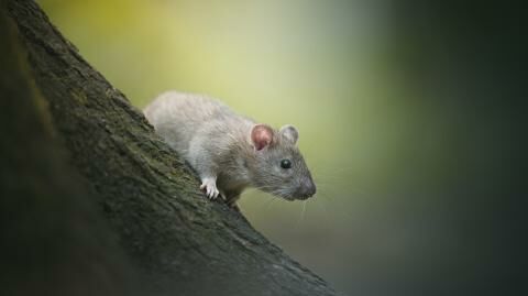 Are Rats Becoming Resistant to Poison?