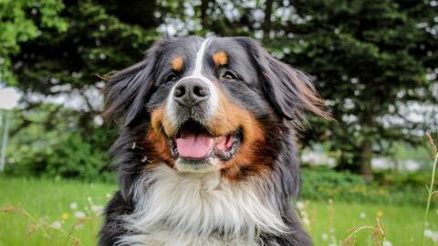 Dog is reunited with her owner after surviving on her own for two months