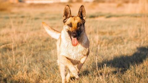 Man’s horrific attack on his own dog caught on CCTV