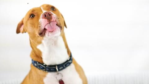 This cheeky dog who likes going to pubs is looking for a new owner