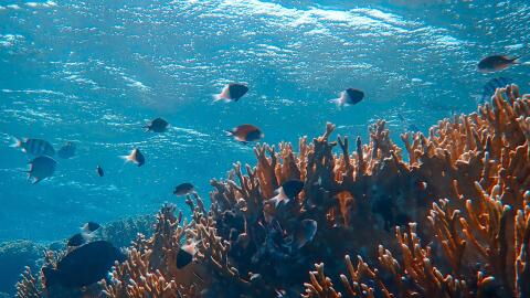 These weird things can be found in the ocean