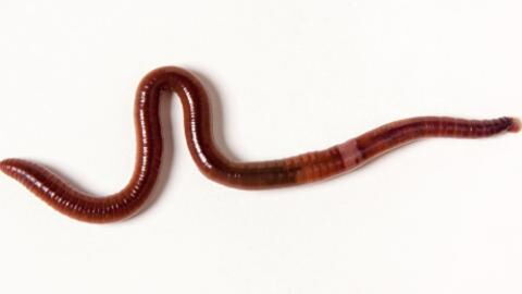 8cm worm found alive in a woman's brain, find out how it got there