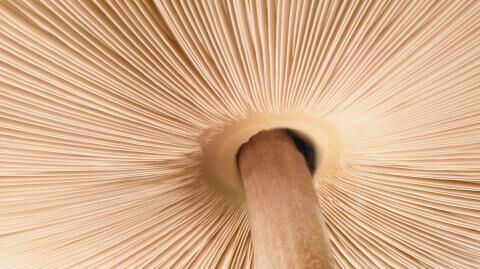5 must-have mushrooms you need in your skincare routine