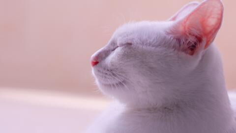 Did you know your cat's ears are telling you something?