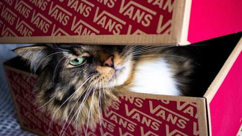 Does your cat love paper bags and boxes? Here is why