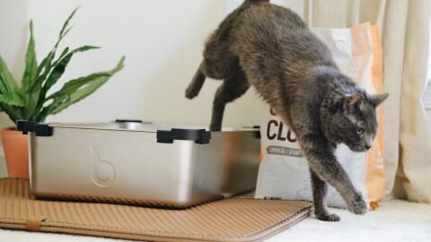 This is the real reason why your cat buries its poop like treasure