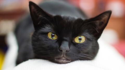 This brutally attacked cat was ‘left in excruciating pain’ after its owner poured boiling water on it