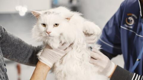 Is your cat vomiting? Here's when to call the vet