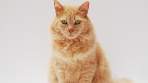 How many surfaces does your cat’s bum touch in your house? Here is the surprising truth