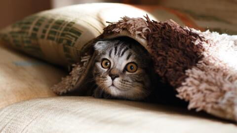 Did your cat suddenly bite you? Here's why