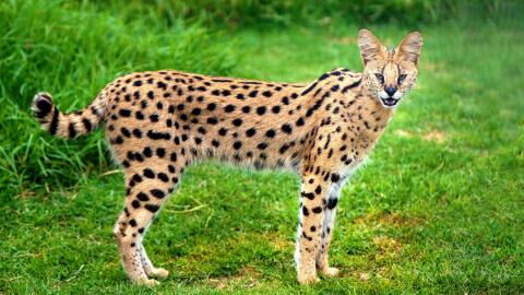 This is the most expensive cat breed in the world, and its price is eye-watering