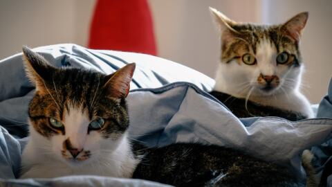 Here are the 5 most annoying cat breeds