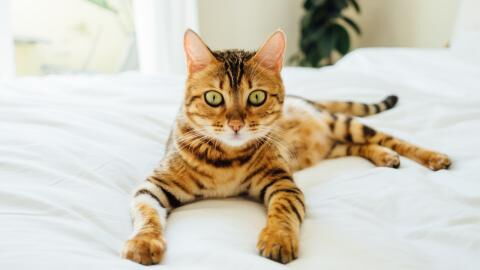 These cat breeds have the most beautiful coats
