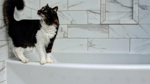 Does your cat like watching you shower or in the bath? Here's why