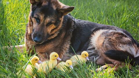 Dog adopts orphaned ducklings after their mother disappears