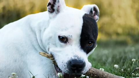Rescue's plea as this anxious pup was adopted just to be dumped back at the shelter a week later