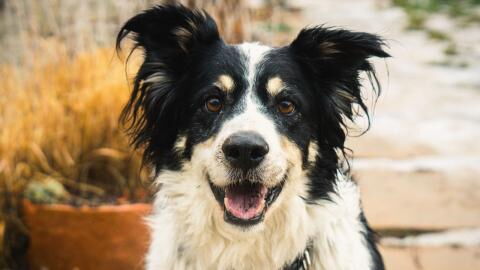 This anxious blind dog finally found a loving stress-free home