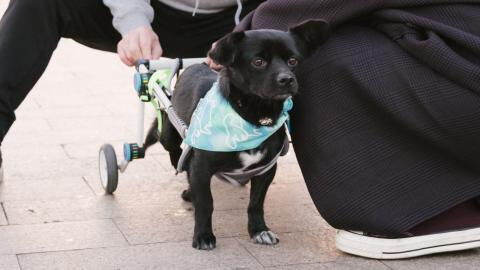 These two dogs lost their legs due to the war in Ukraine