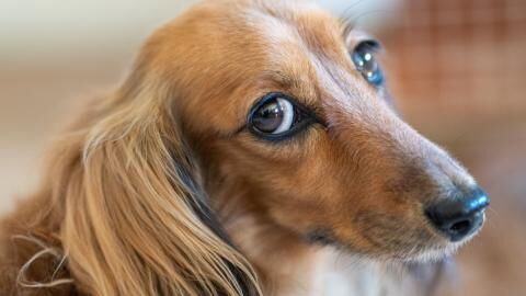 This abandoned pup was thrown off a bridge 'like rubbish' in a plastic bag