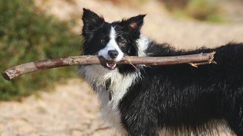 This lonely collie who may lose an eye has spent ages in a shelter and longs for a forever home