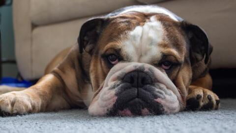 This abused and heavily pregnant dog ‘was used as a breeding machine’ and then dumped