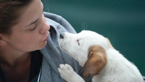 Your dog can sniff out your stress, a new breakthrough study finds