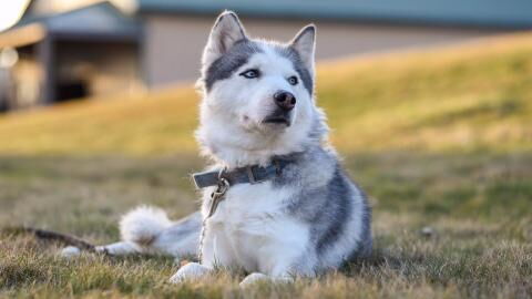 This 'rapping' dog finds a home after more than a year in a shelter (VIDEO)