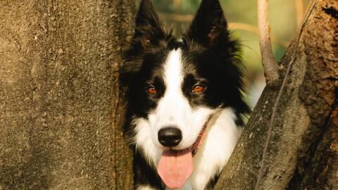 This lonely dog spent over 2,000 days in the shelter waiting for a forever home