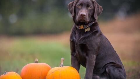This heartbroken dog was dumped at the shelter twice and is looking for love again
