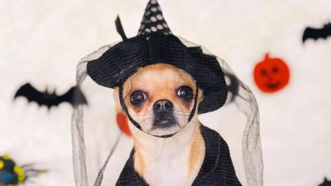 Halloween: 10 dog costume ideas that are so hilarious they'll make your day