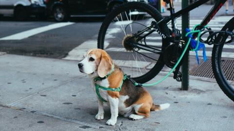 A pregnant dog was abandoned with a heartbreaking note, and you won’t believe what it says (VIDEO)